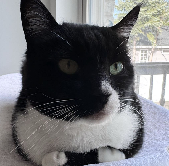 Stella